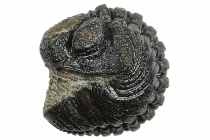 Wide Enrolled Morocops Trilobite - Morocco #296624